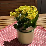 Haus Oasis Daire Zermatt
