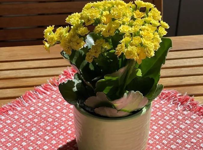 Haus Oasis Appartamento Zermatt