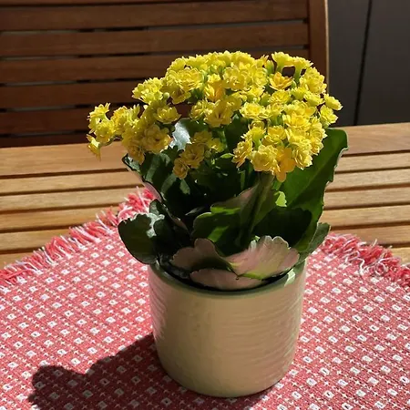 Haus Oasis Διαμέρισμα Ζερμάτ